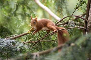 red squirrel in the forest running on the trees