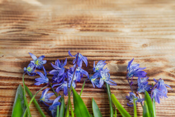 Obraz premium Blue spring early flowers on a natural wooden background in dewdrops