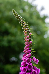 Blooming foxglove closeup with out of focus background and pleasing bokeh