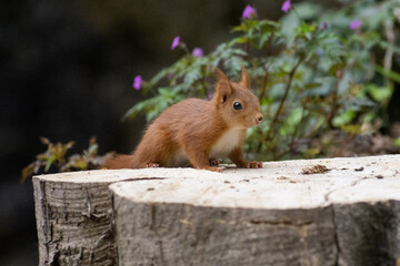 red squirrel on a trunk with purple flowers behind him