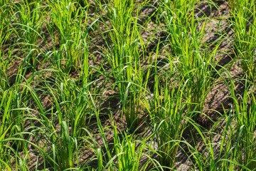 Rice seedlings