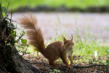 red squirrel in the park with closed eyes while he's running on the grass