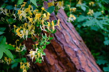 Honeysuckle growing wild in South Carolina forest with out of focus tree bark in background