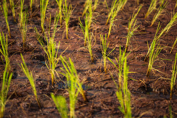 Rice seedlings