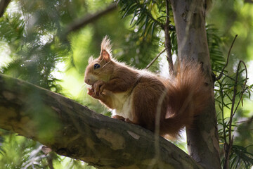 red squirrel on tree eating a nut 