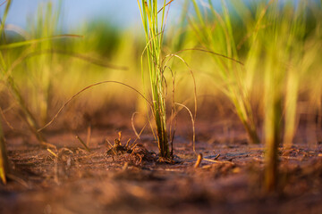 Rice seedlings