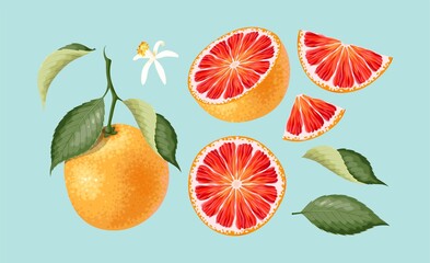 Big vector set of high detailed grapefruit - 434112321
