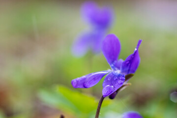 Viola reichenbachiana wild forest flower closeup photography