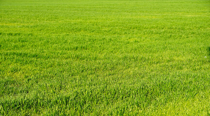 Fresh green grass background in sunny spring day. Lush green grass meadow background.