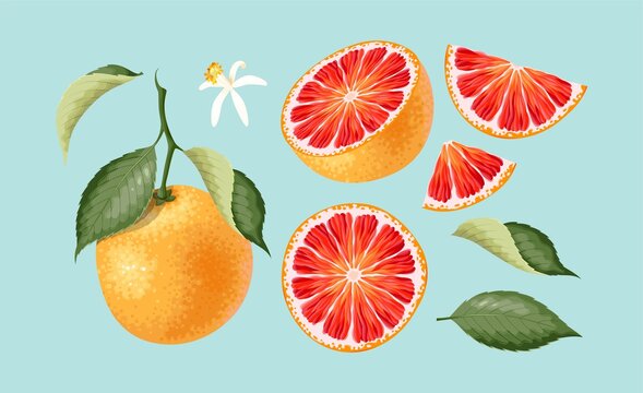 Big vector set of high detailed grapefruit
