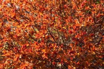   Japanese Spirea Golden Princess in a garden. Bright sunlight orange and red foliage. Nature spring background concept.