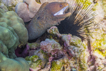 Moray eel hiding in coral reef in tropical ocean