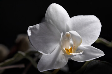 white orchid and black background