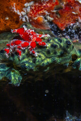 Crabs on coral reef at night