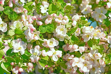 Fototapety  Gałąź kwitnącej jabłoni w wiosennym, słonecznym ogrodzie na tle błękitnego nieba