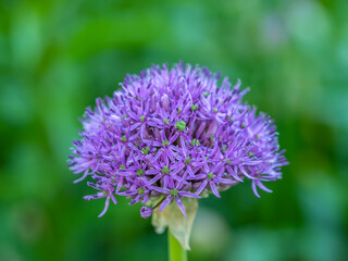 Shakespeare Garden in Central Park