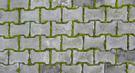 Bright green moss growing between paving stones. Old paving slabs with moss in the seams. Sidewalk in the square. The Texture Of The Paved Tile Of The Street.