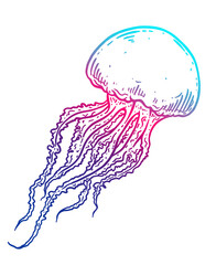 Hand drawn jellyfish isolated illustration