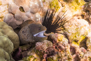 Moray eel in coral reef in tropical ocean