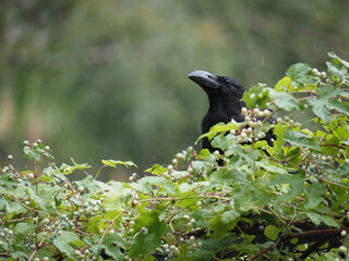 雨の中たたずむカラス