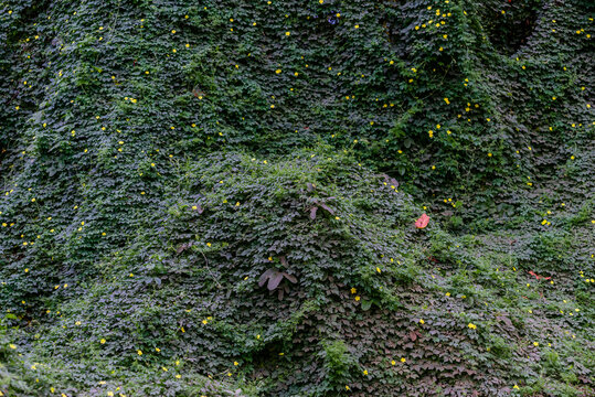 Curtain Of Creeper Leaves Over Tree Branches In The Mato Grosso Pantanal