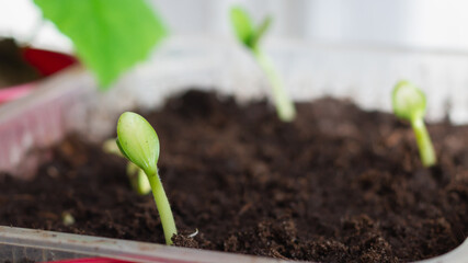 A young cucumber sprout sprang up from the ground in the spring of the house
