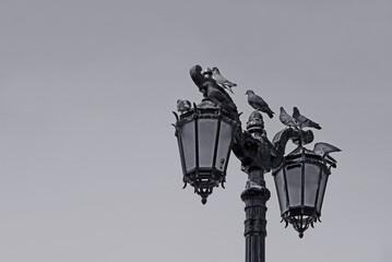 Monochrome vintage street lamppost with a flock of perching pigeons