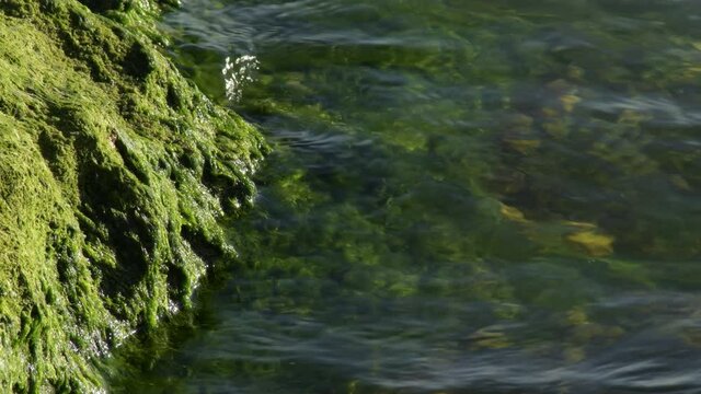 Green moss in a rock in the coast