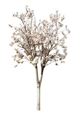 Obraz premium Beautiful blossoming sakura tree on white background