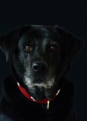 portrait of a big black dog on a black background
