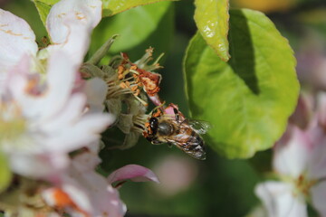 Insekten an einem Baum mit Blüten