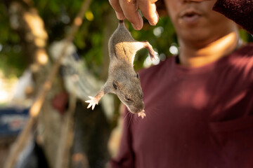 young catch a small brown rat