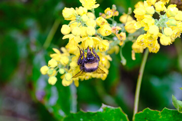 owad,pszczoła,zdrowie,ekologia,wiosna,ogród2 - obrazy, fototapety, plakaty