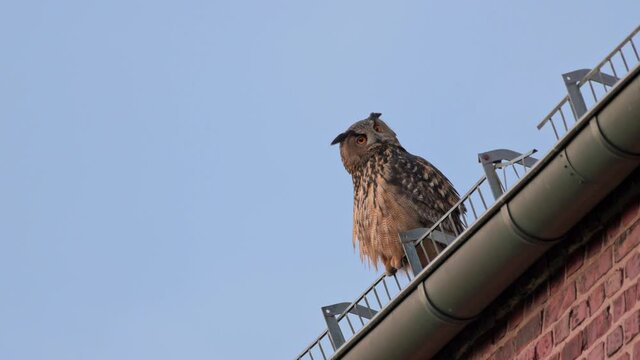 Eurasian eagle-owl (Bubo bubo) sitting on the roof of a church, Heinsberg, North Rhine-Westphalia, Germany