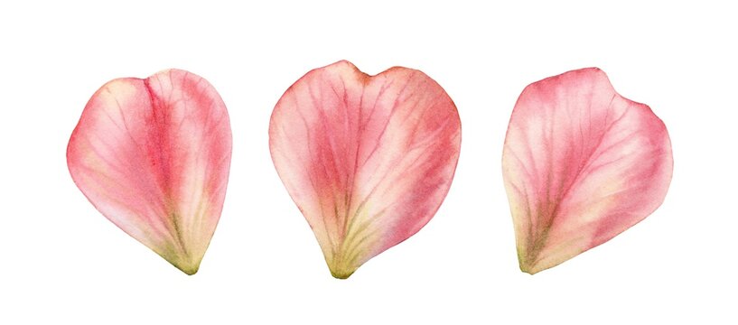 Watercolor petals set. Three rose flower petals in a shape of heart. Realistic hand drawn illustration isolated on white for wedding stationery design, valentines day greeting cards