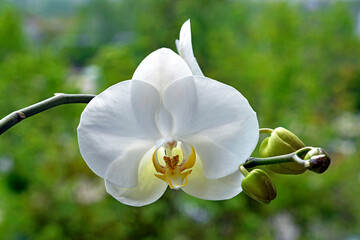Fototapeta na wymiar The flower of the plant called the orchid has many varieties in cultivation as ornamental flowers called the orchid. The photo shows the white flowers of one of the 100 thousand varieties of orchids 