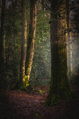 Small light in forest photography