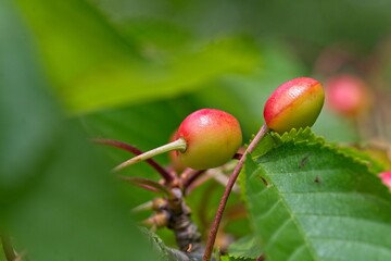 close up of a Wild Cherry
