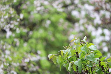 Fototapeta premium Feel free to use