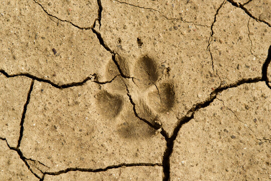 A fox trail on the dried cracked ground
