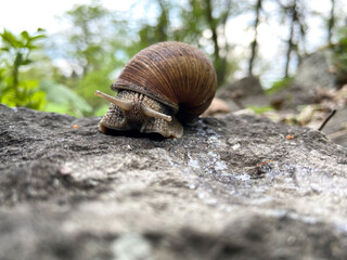 A big brown snail looking at the camera very crossly