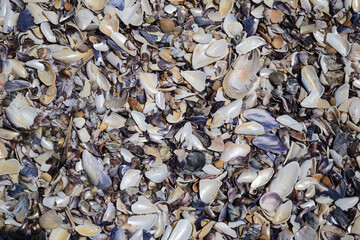 background of shells at beach - seashells, beach, sea, ocean