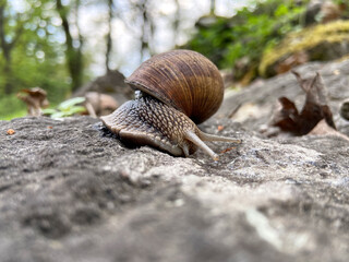 A big brown snail  crawling on the rock