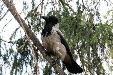 crow on a tree
