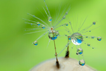 Beautiful shiny dew water drop on dandelion seed in nature macro. Soft selective focus, sparkling bokeh.