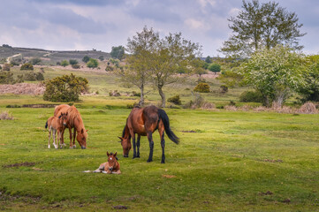 New Forest Ponies In Summer
