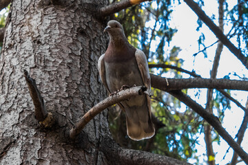 bird on a branch