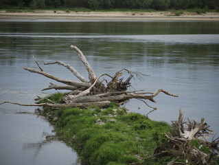 Konar drzewa nad rzeką