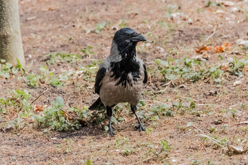 crow on the ground