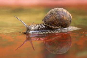 Reflection of the snail in water after heavy rain 